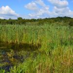 Sfeer - Arendonk ~ t' Goorken (Antwerpen) 11-07-2021 ©Steve Wullaert 