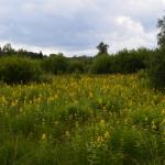 Sfeer - Arlon ~ Domaine Privé (Luxemburg) 31-07-2021 ©Steve Wullaert