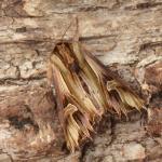 Actinotia polyodon - Dinant ~ Devant-Bouvignes (Namen) 01-08-2021 ©Steve Wullaert