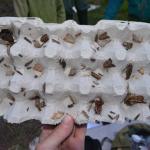 Sfeer - Furfooz ~ Parc naturelle de Furfooz (Namen) - 27-06-2020 ©Steve Wullaert 