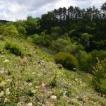 Sfeer - Furfooz ~ Parc naturelle de Furfooz (Namen) - 27-06-2020 ©Steve Wullaert 