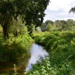 Sfeer - Kinrooi ~ Het Vijverbroek (Limburg) - 22-08-2020 ©Steve Wullaert