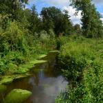 Sfeer - Kinrooi ~ Het Vijverbroek (Limburg) - 22-08-2020 ©Steve Wullaert