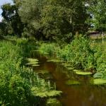 Sfeer - Kinrooi ~ Het Vijverbroek (Limburg) - 22-08-2020 ©Steve Wullaert