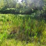 Sfeer - Kinrooi ~ Het Vijverbroek (Limburg) - 22-08-2020 ©Steve Wullaert