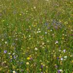 Sfeer - Krewinkel ~ Schartenknopf (Luik) 20-07-2021 ©Steve Wullaert