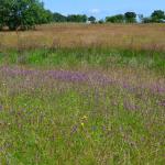 Sfeer - Krewinkel ~ Schartenknopf (Luik) 20-07-2021 ©Steve Wullaert