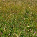 Sfeer - Krewinkel ~ Schartenknopf (Luik) 20-07-2021 ©Steve Wullaert