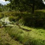 Sfeer - Neerpelt ~ Het Hageven (Limburg) - 05-09-2020 ©Steve Wullaert 