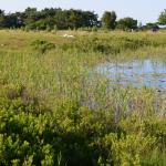 Sfeer - Neerpelt ~ Het Hageven (Limburg) 17-07-2021 ©Steve Wullaert