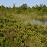 Sfeer - Neerpelt ~ Het Hageven (Limburg) 17-07-2021 ©Steve Wullaert