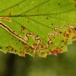 Stigmella aurella - Kalmthout ~ De Kalmthoutse Heide - Langven (Antwerpen) 28-09-2019 ©Steve Wullaert