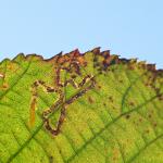 Stigmella aurella - Zichem ~ De Demerbroeken (Vlaams-Brabant) 20-10-2018 ©Steve Wullaert