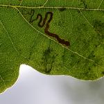 Stigmella basiguttella - Kinrooi ~ Het Vijverbroek (Limburg) - 22-08-2020 ©Steve Wullaert