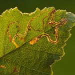 Stigmella betulicola - Diepenbeek ~ De Maten (Limburg) 17-10-2020 ©Steve Wullaert
