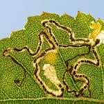 Stigmella betulicola - Kalmthout ~ De Kalmthoutse Heide - Langven (Antwerpen) 28-09-2019 ©Damien Gailly