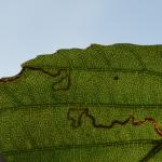 Stigmella glutinosa - Neerpelt ~ Het Hageven (Limburg) 13-10-2018 ©Steve Wullaert 