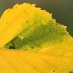 Stigmella luteella - Diepenbeek ~ De Maten (Limburg) 17-10-2020 ©Steve Wullaert