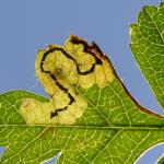 Stigmella regiella - Beauraing ~ Grand Quarti (Namen) 15-09-2018 ©Steve Wullaert