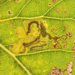 Stigmella trimaculella - Diepenbeek ~ De Maten (Limburg) 17-10-2020 ©Steve Wullaert