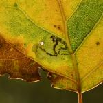 Stigmella trimaculella - Koksijde ~ Doornpanne (West-Vlaanderen) 05-10-2019 ©Steve Wullaert 