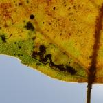 Stigmella trimaculella - Neerpelt ~ Het Hageven (Limburg) - 05-09-2020 ©Steve Wullaert