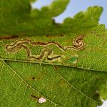 Stigmella ulmivora - Koksijde ~ Doornpanne (West-Vlaanderen) 05-10-2019 ©Steve Wullaert