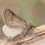 Thaumatopoea pityocampa - Arlon ~ Domaine Privé (Luxemburg) 31-07-2021 ©Steve Wullaert 