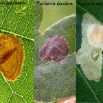 Tischeria dodonaea - decidua - ekebladella.