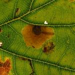 Tischeria dodonaea - Neerpelt ~ Het Hageven (Limburg) 13-10-2018 ©Steve Wullaert