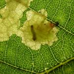 Tischeria ekebladella - Gewone eikenvlekmot