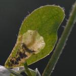 Trifurcula eurema - Gebandeerde rolklavermineermot