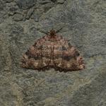 Triphosia dubitata -  Aywaille ~ Carrière de la Falize (Luik) 12-09-2020 ©Steve Wullaert