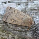 Xestia xanthographa - Neerpelt ~ Het Hageven (Limburg) - 05-09-2020 ©Steve Wullaert