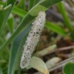 Coleophora galbulipennella - Duinsilenekokermot