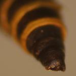 Ocnerostoma piniariella - Grijs naaldkwastje