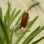 Spilonota laricana - Bonte larixbladroller