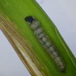 Elachista freyerella - Kleine grasmineermot