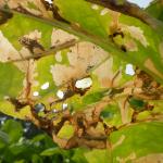 Phtorimaea operculella - Aardappelmot